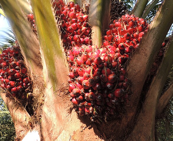 Ferrero leads the 2022 WWF Palm Oil Scorecard Ferrero leads the 2022 WWF Palm Oil Scorecard