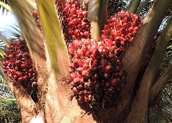 Ferrero es líder del WWF Palm Oil Scorecard 2016.