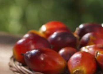 Ferrero’s palm oil: health and safety is the first priority