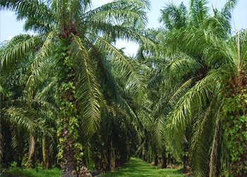 Ferrero’s sixth palm oil progress report