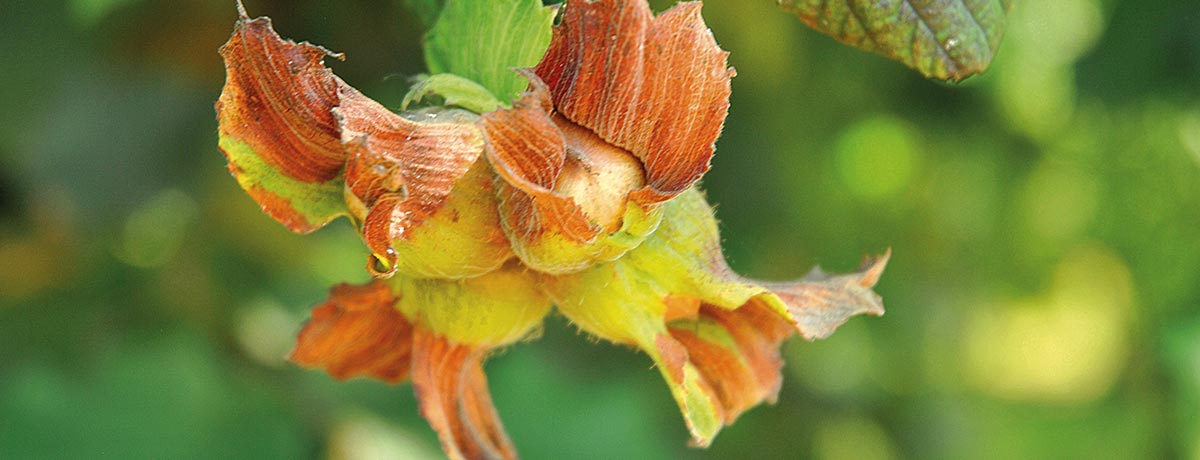 The Ferrero Group continues investing in Turkey and in the hazelnut sector