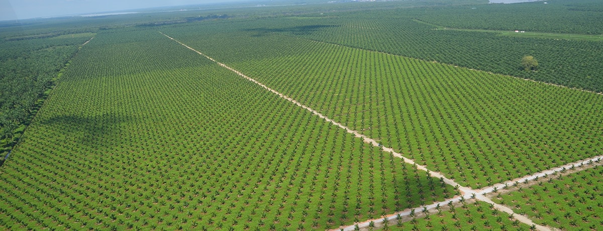 Ferrero’s palm oil: transparency back to the mills