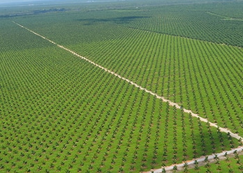 Ferrero’s palm oil: transparency back to the mills