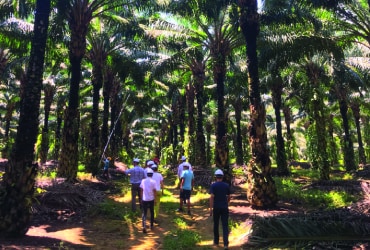 WWF Ranking: Ferrero’s palm oil is the most sustainable in the industry