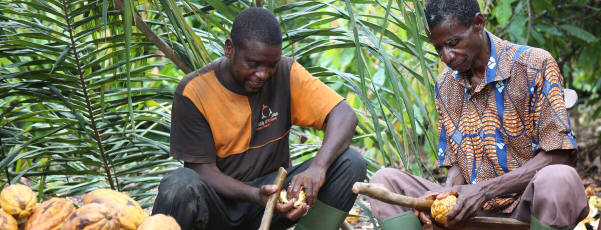 Ferrero makes significant progress in helping end deforestation in cocoa