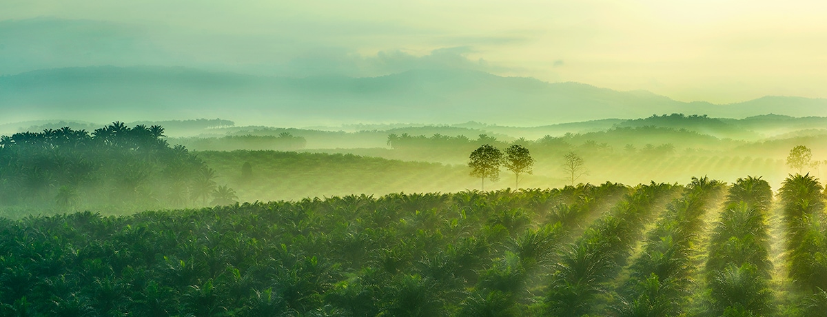 Ferrero’s palm oil: supply chain transparency