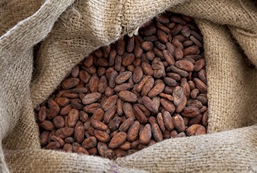 Ferrero continues to scale cocoa sustainability programme