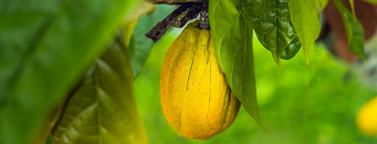 Ferrero maintains momentum in helping end deforestation in cocoa