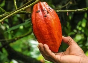 Ferrero mantém impulso para ajudar a acabar com o desmatamento no cacau