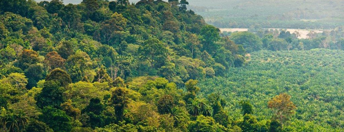 FERRERO REAFFIRMS ITS COMMITMENT TO SOURCE PALM OIL RESPONSIBLY THROUGH ITS NEW “PALM OIL CHARTER”