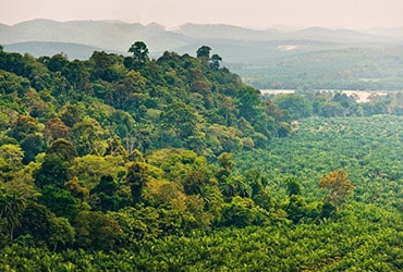 FERRERO REAFFIRMS ITS COMMITMENT TO SOURCE PALM OIL RESPONSIBLY THROUGH ITS NEW “PALM OIL CHARTER”