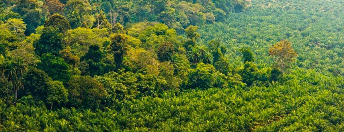 FERRERO UNVEILS ITS NEW PALM OIL CHARTER