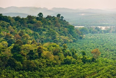 FERRERO UNVEILS ITS NEW PALM OIL CHARTER