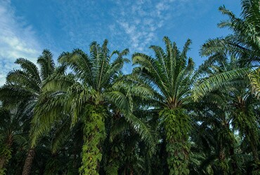 WWF RECOGNIZES FERRERO’S LEADING APPROACH TO RESPONSIBLE PALM OIL SOURCING