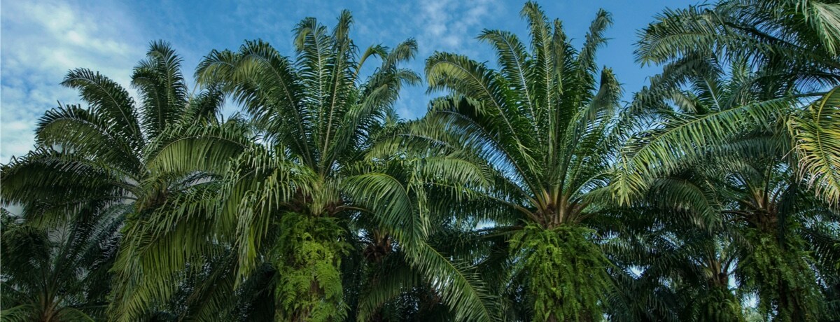 WWF recognizes Ferrero’s leading approach to responsible Palm Oil sourcing