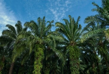 WWF recognizes Ferrero’s leading approach to responsible Palm Oil sourcing