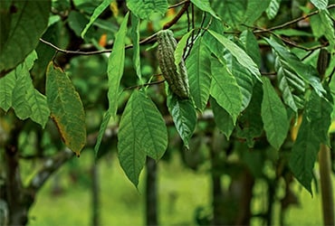 Ferrero pubblica il terzo cfi progress report