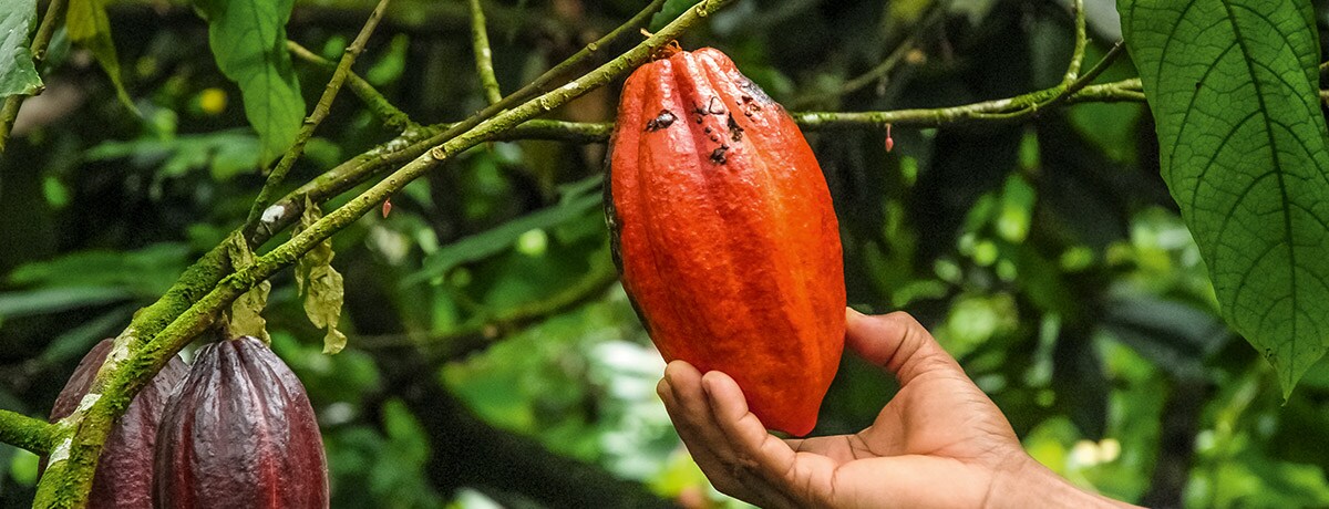 Ferrero Shares Progress on Cocoa Traceability and Partnership with Save the Children