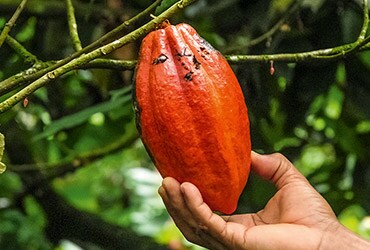 Ferrero Shares Progress on Cocoa Traceability and Partnership with Save the Children