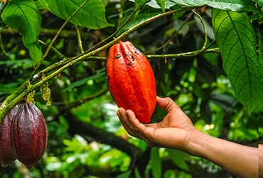 Ferrero condivide i progressi sulla tracciabilità del cacao e la partnership con Save the Children Ferrero condivide i progressi sulla tracciabilità del cacao e la partnership con Save the Children