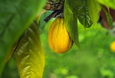 Ferrero pubblica il quarto Cocoa and Forest Initiative Progress Report