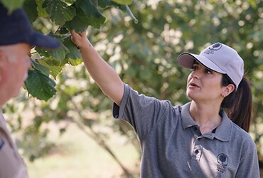 Pubblicati i progressi di Ferrero in materia di tracciabilità nell'ultimo Hazelnut Progress Report