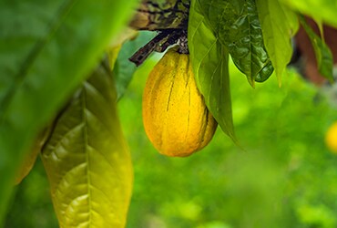 Ferrero reveals significant progress and outlines future plans in latest Cocoa and Forest Initiative (CFI) annual report