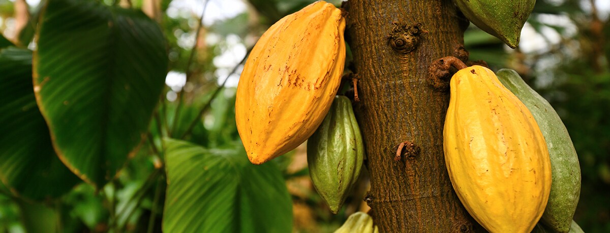 Ferrero publishes latest Cocoa Charter Progress Report and cocoa supplier list