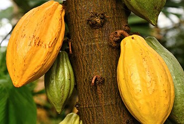 Ferrero pubblica l'ultimo Cocoa Charter Progress Report e l'elenco dei fornitori di cacao